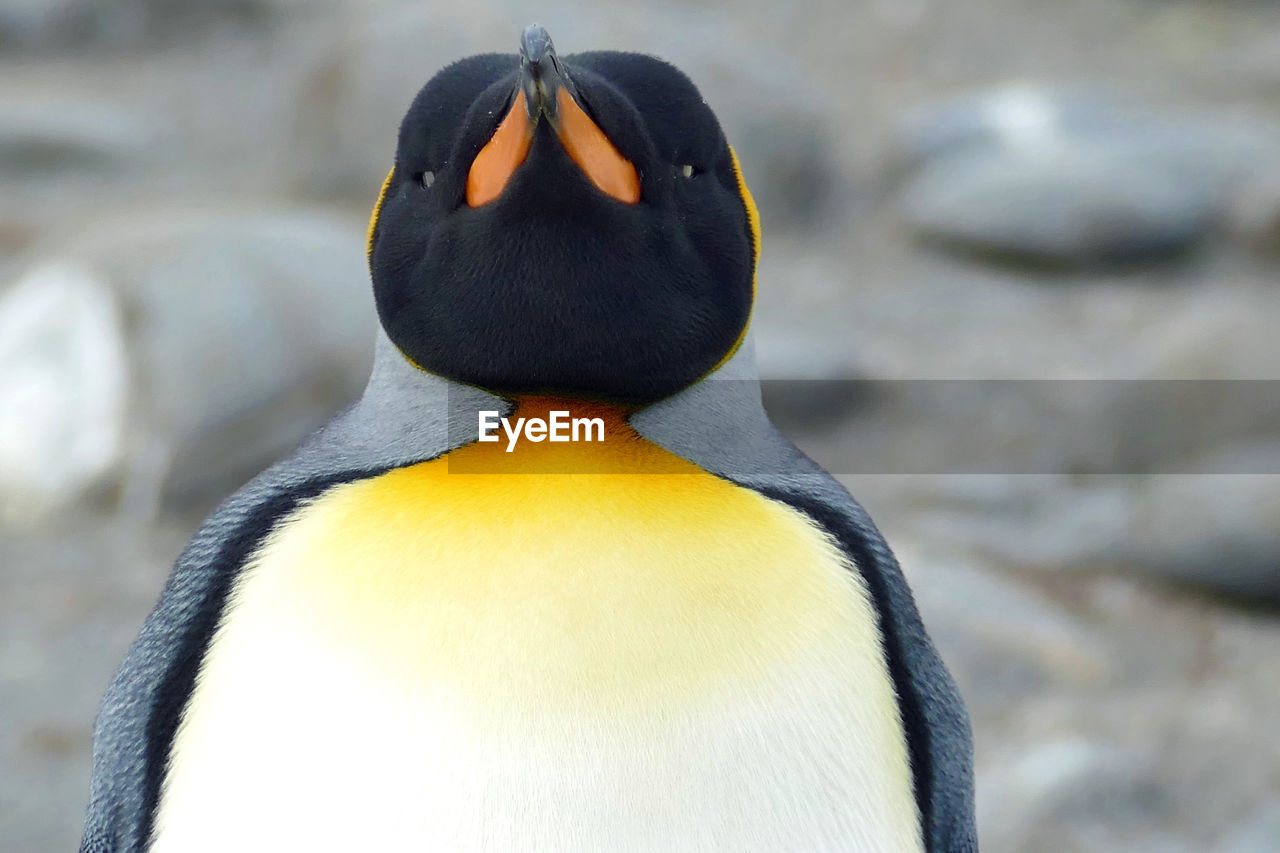 Portrait of king penguin close up