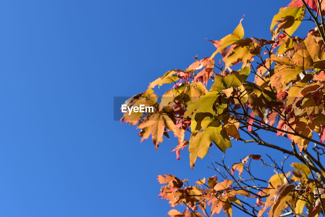 Low angle view of autumnal leaves against blue sky