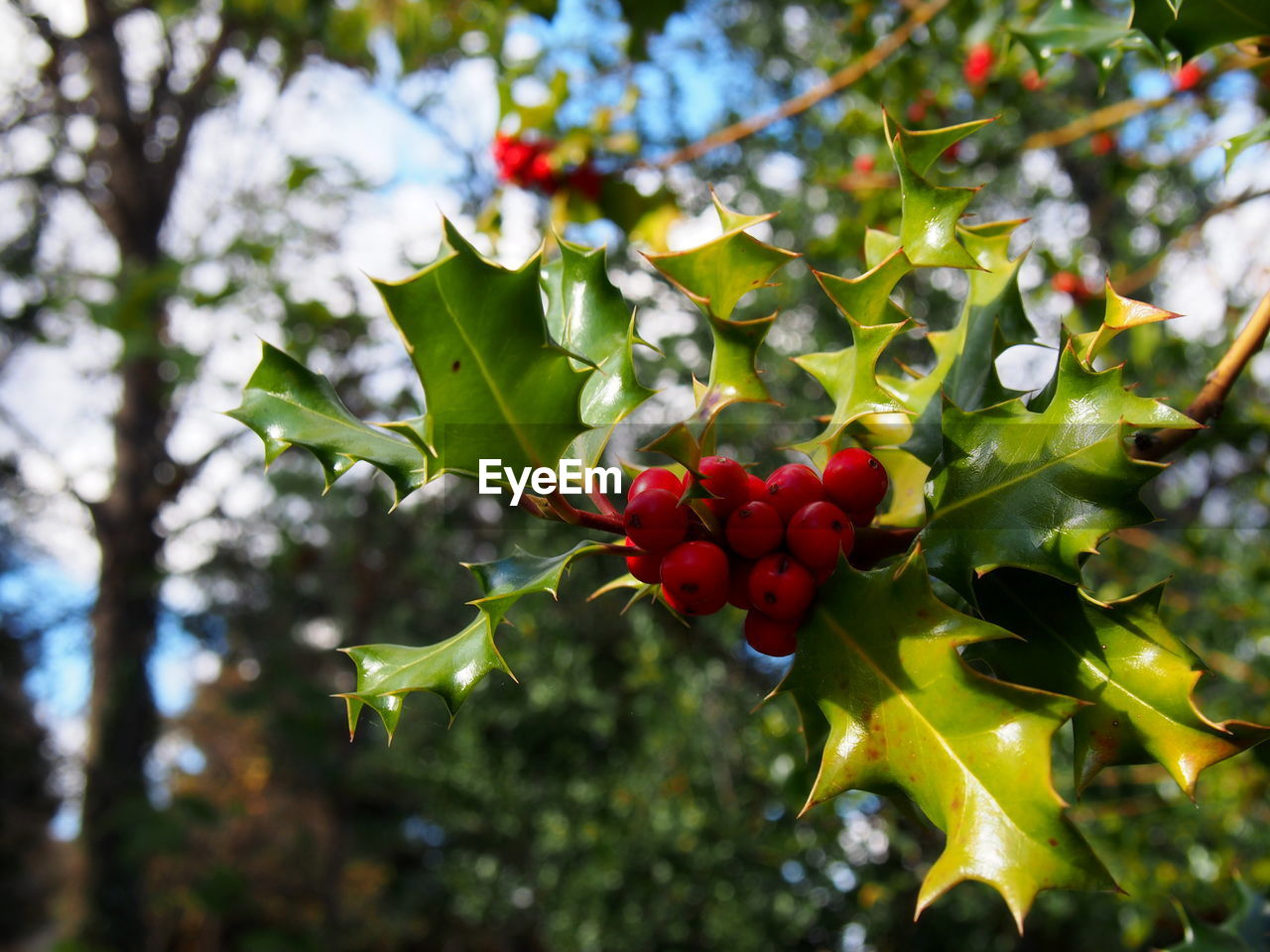 LOW ANGLE VIEW OF CHERRIES GROWING ON TREE