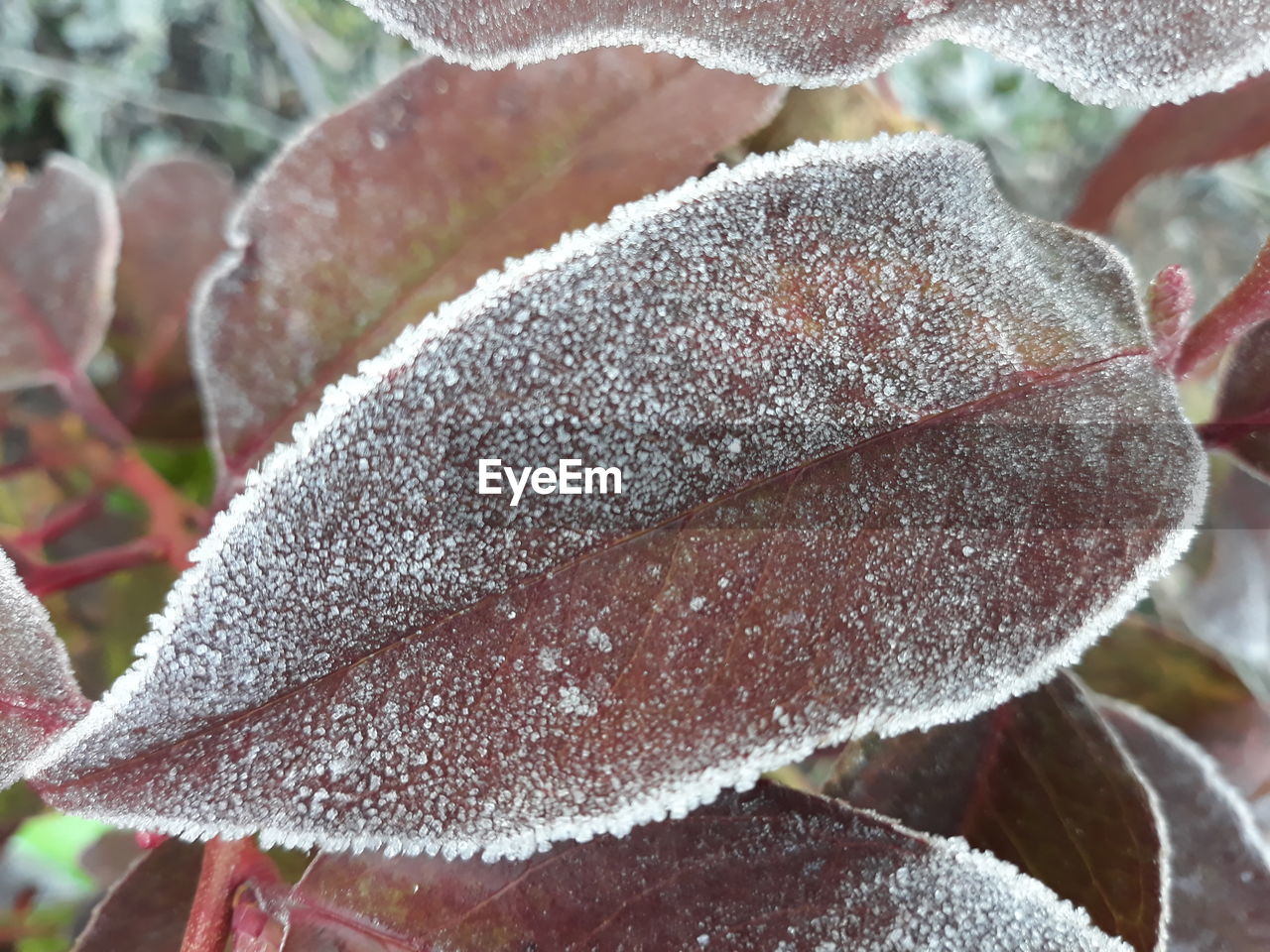 CLOSE-UP OF FROZEN PLANT