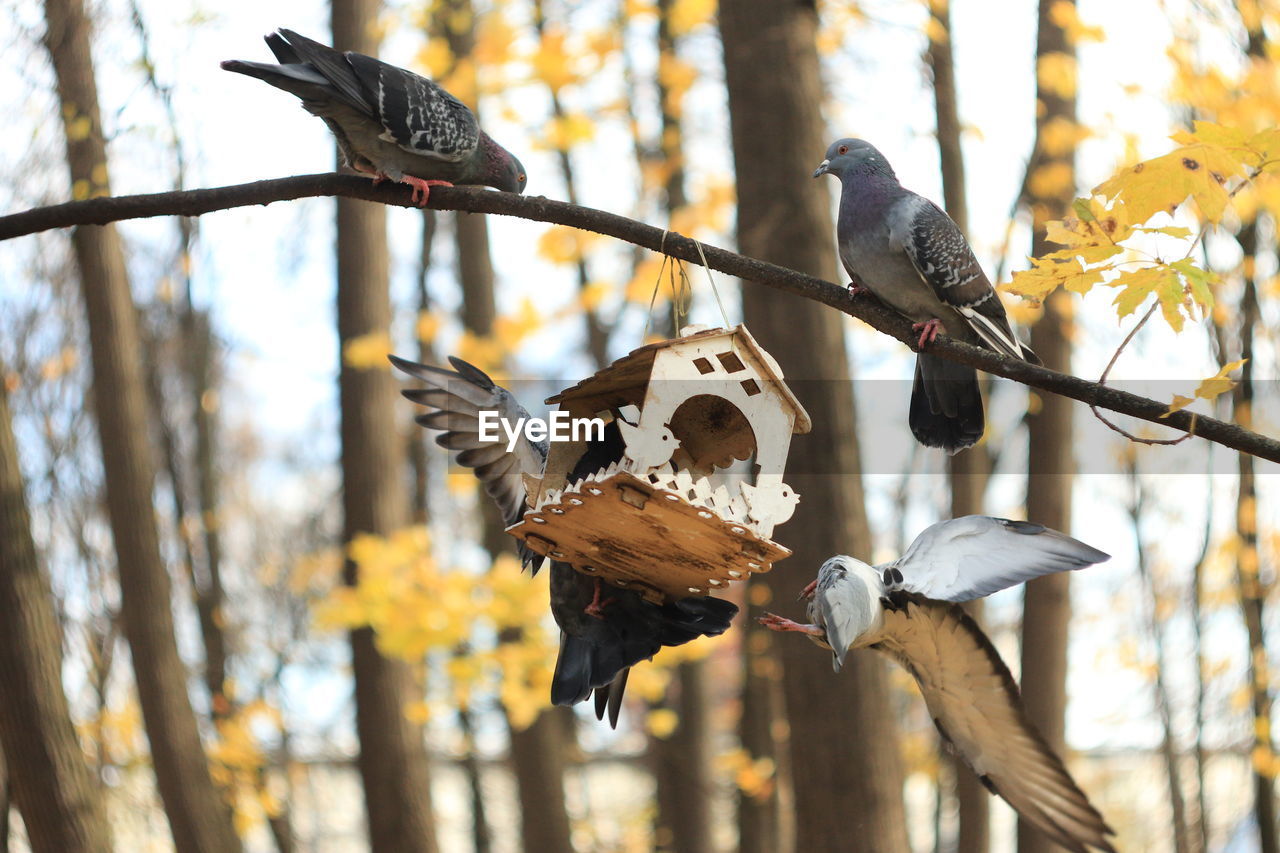 BIRD PERCHING ON BRANCH