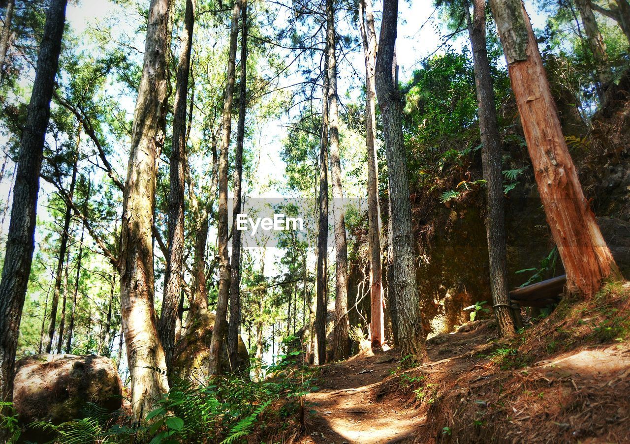 TREES GROWING IN FOREST