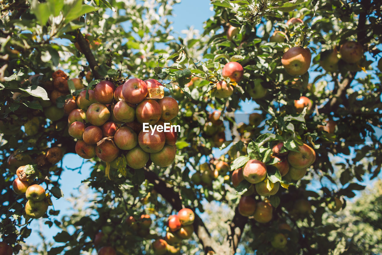 Low angle view of apples hanging on tree