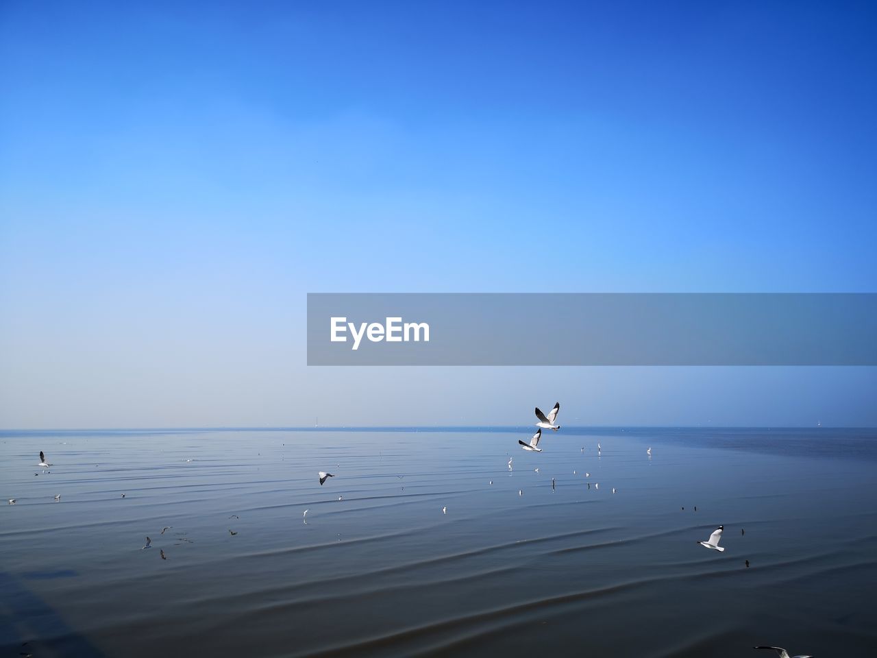 VIEW OF SEAGULLS ON SEA AGAINST CLEAR SKY