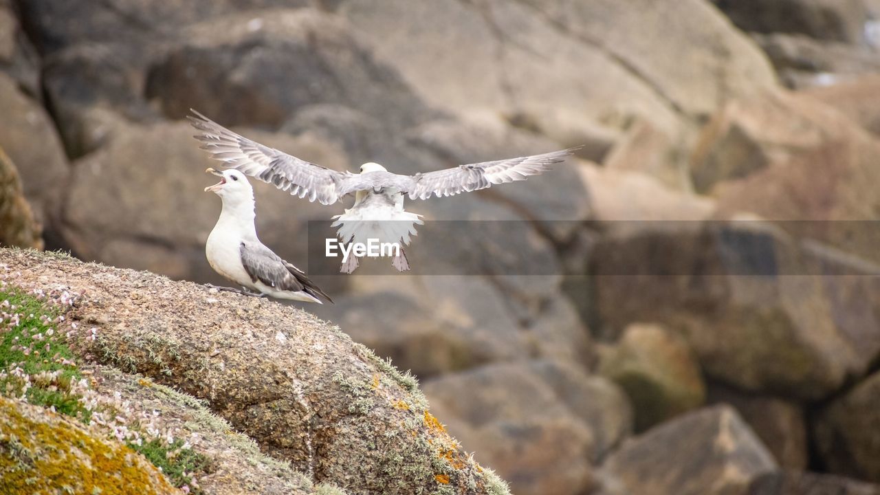 Bird flying over rock