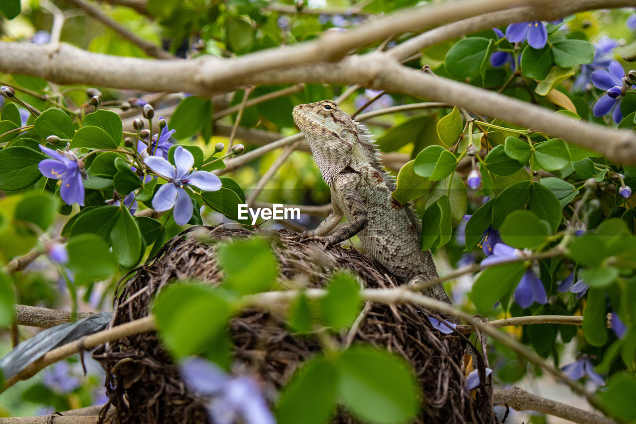 plant, tree, branch, animal themes, animal, flower, animal wildlife, nature, wildlife, bird, green, plant part, leaf, one animal, no people, beauty in nature, outdoors, growth, day, jungle, parakeet, flowering plant, environment, produce