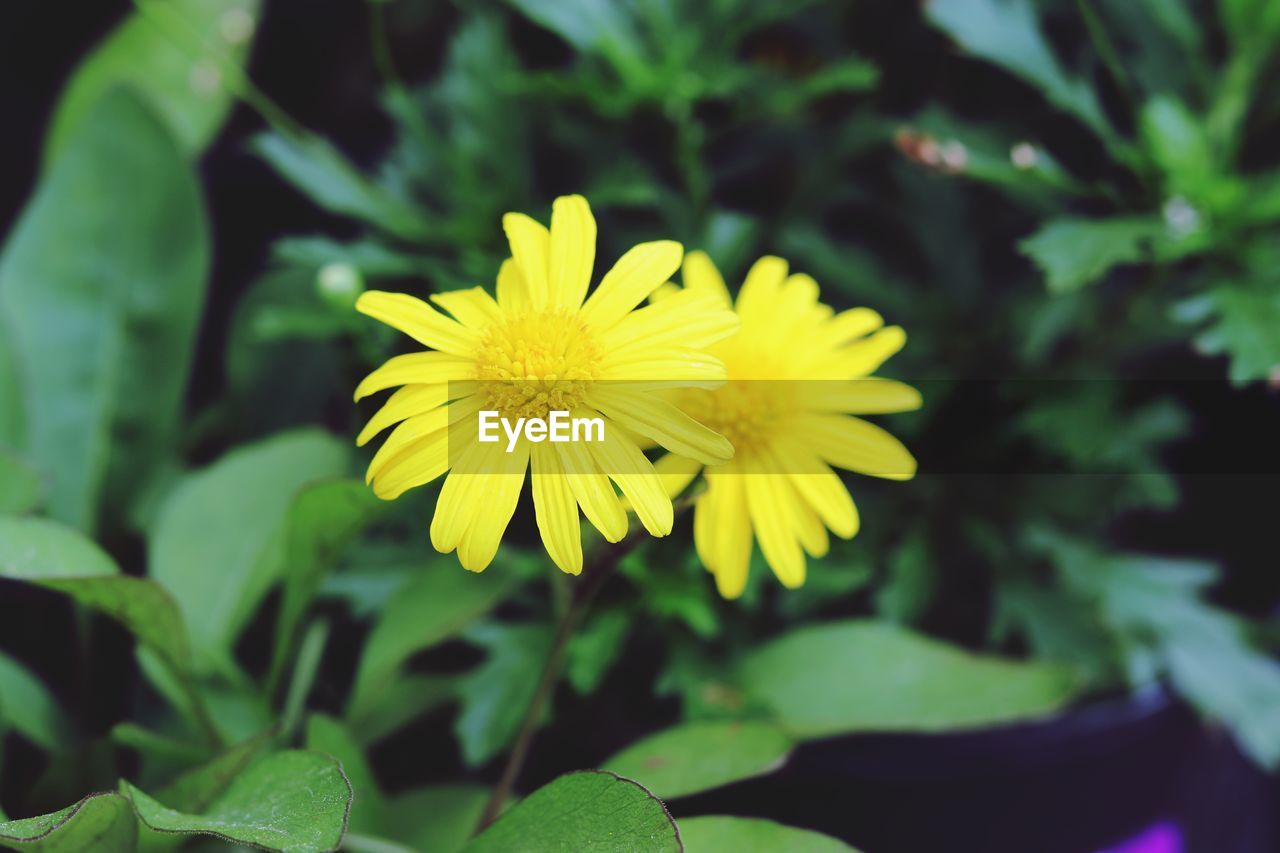 Close-up of yellow flowering plant