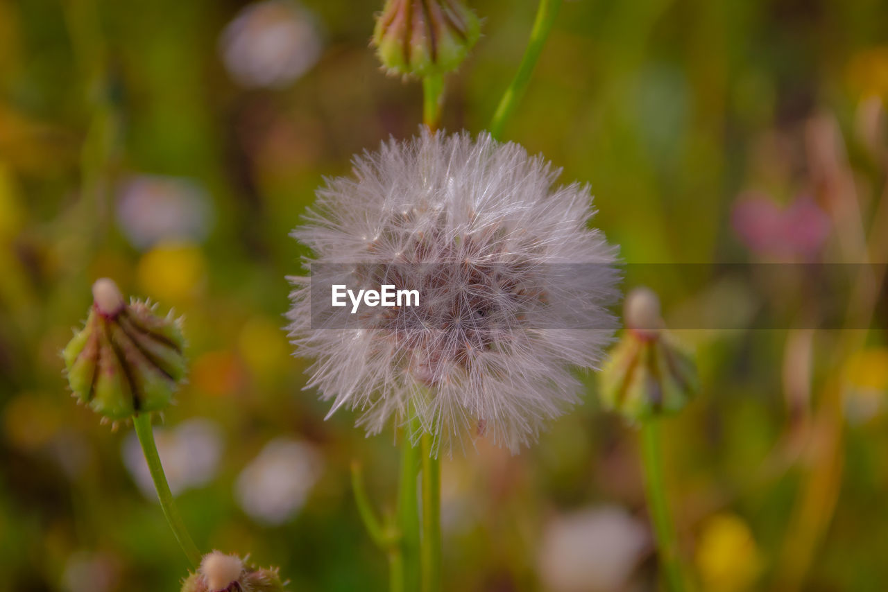 CLOSE-UP OF DANDELION AGAINST WHITE BACKGROUND