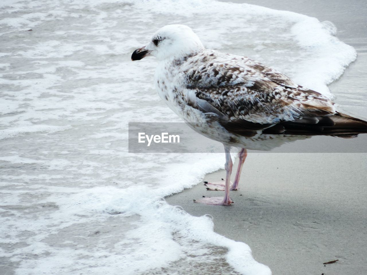 SEAGULL ON A BEACH