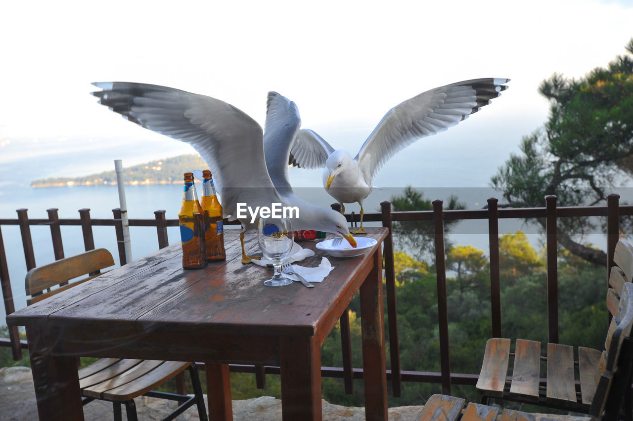 Seagulls on table against sea