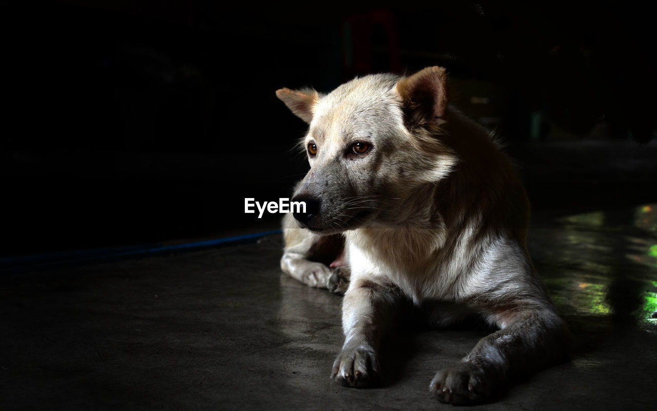 DOG LOOKING AWAY WHILE SITTING ON FLOOR