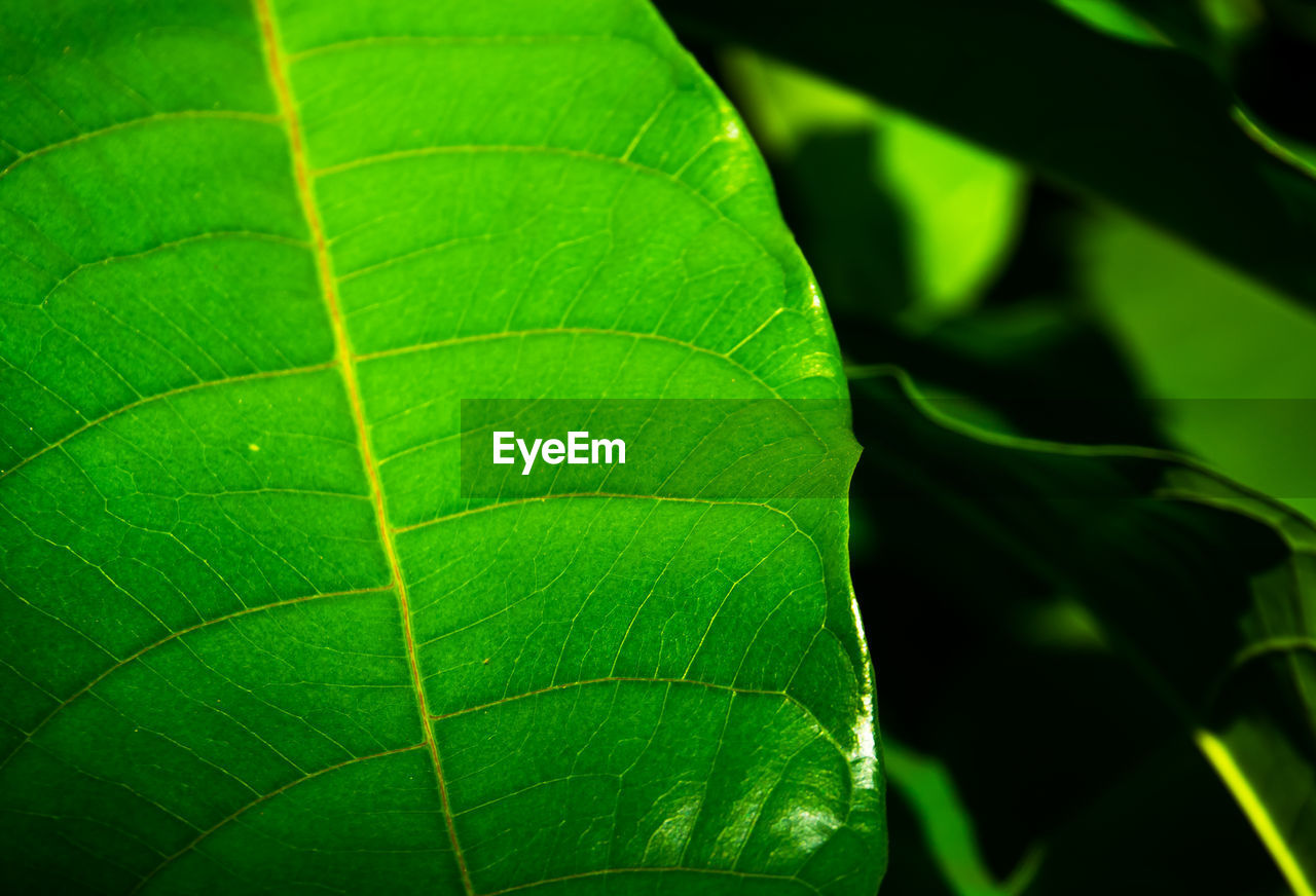 Macro shot of green leaf