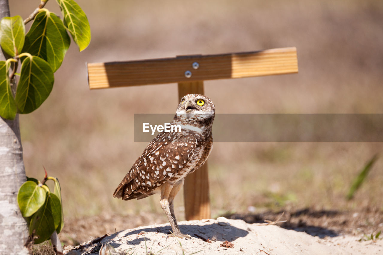 Burrowing owl athene cunicularia perched outside its burrow on marco island, florida