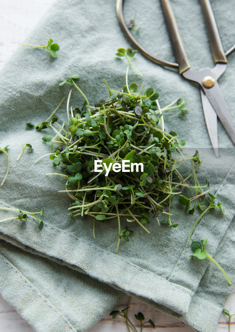 Fresh organic radish micro green on textile background