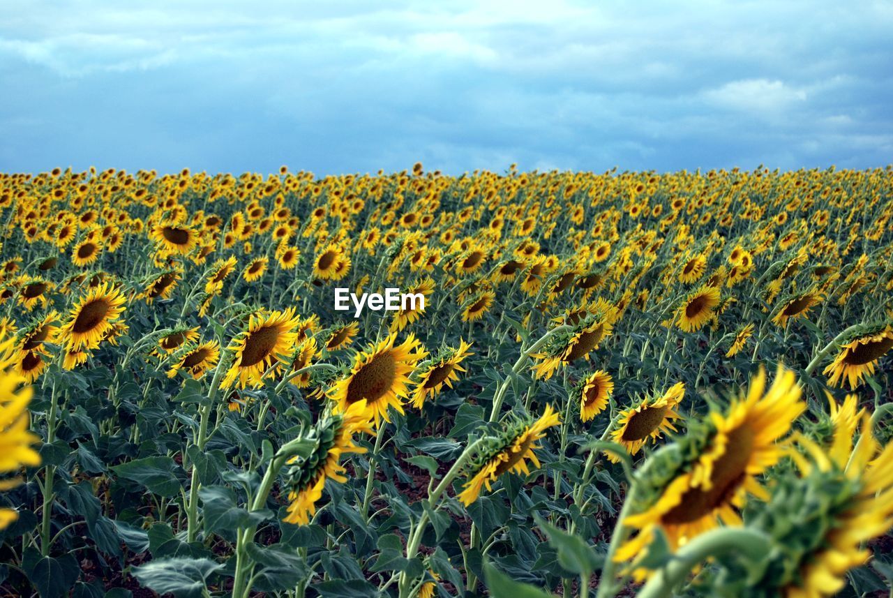 Scenic view of sunflower field against sky