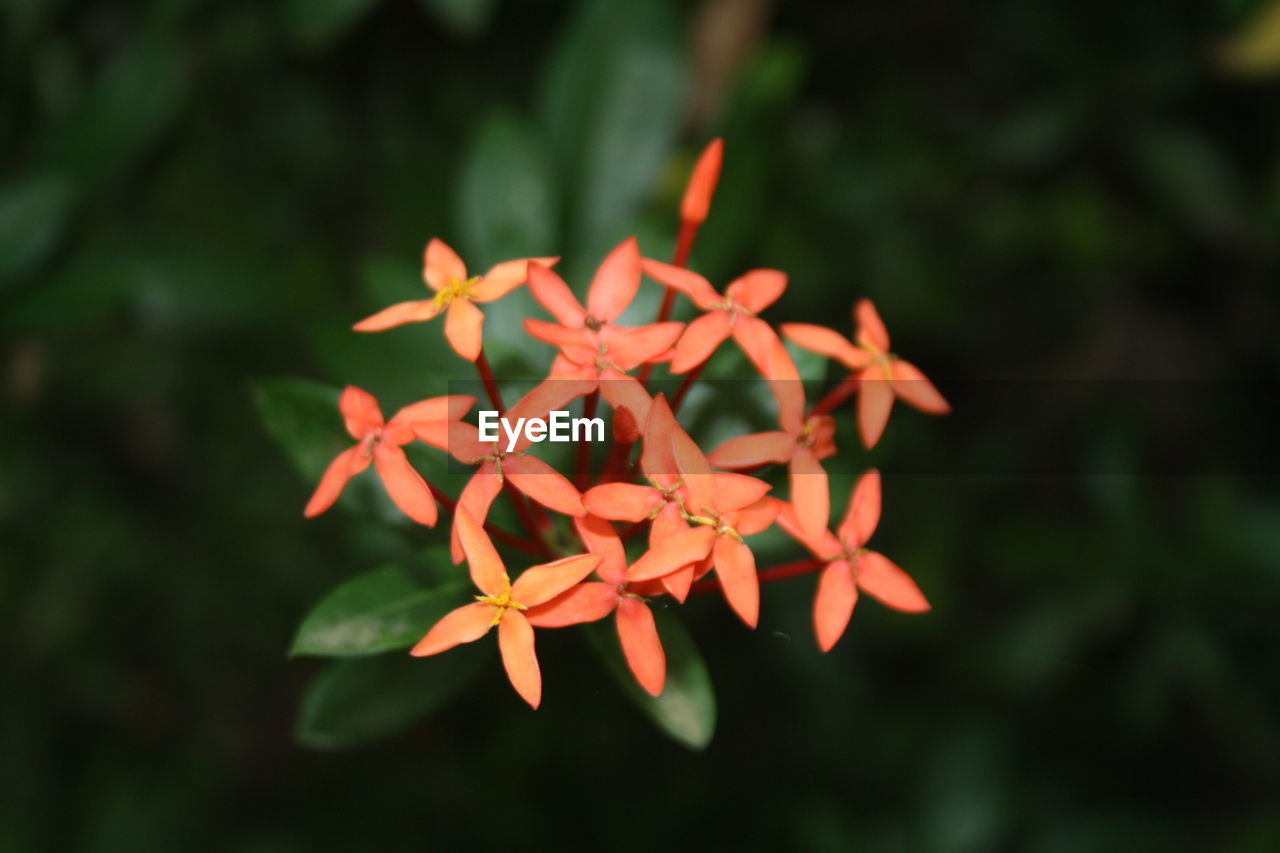 Close-up high angle view of flowers