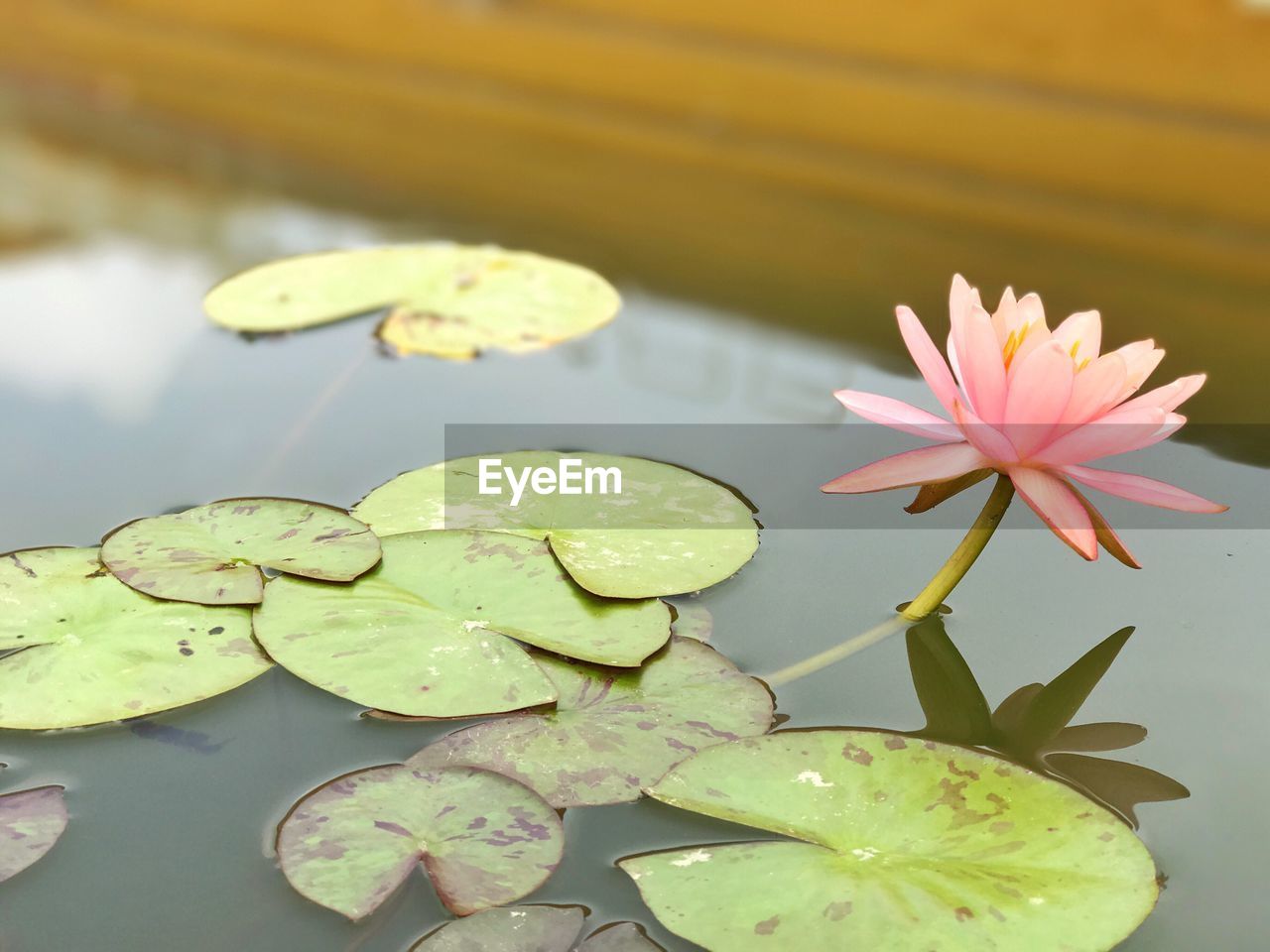 CLOSE-UP OF LOTUS WATER LILY PADS IN POND