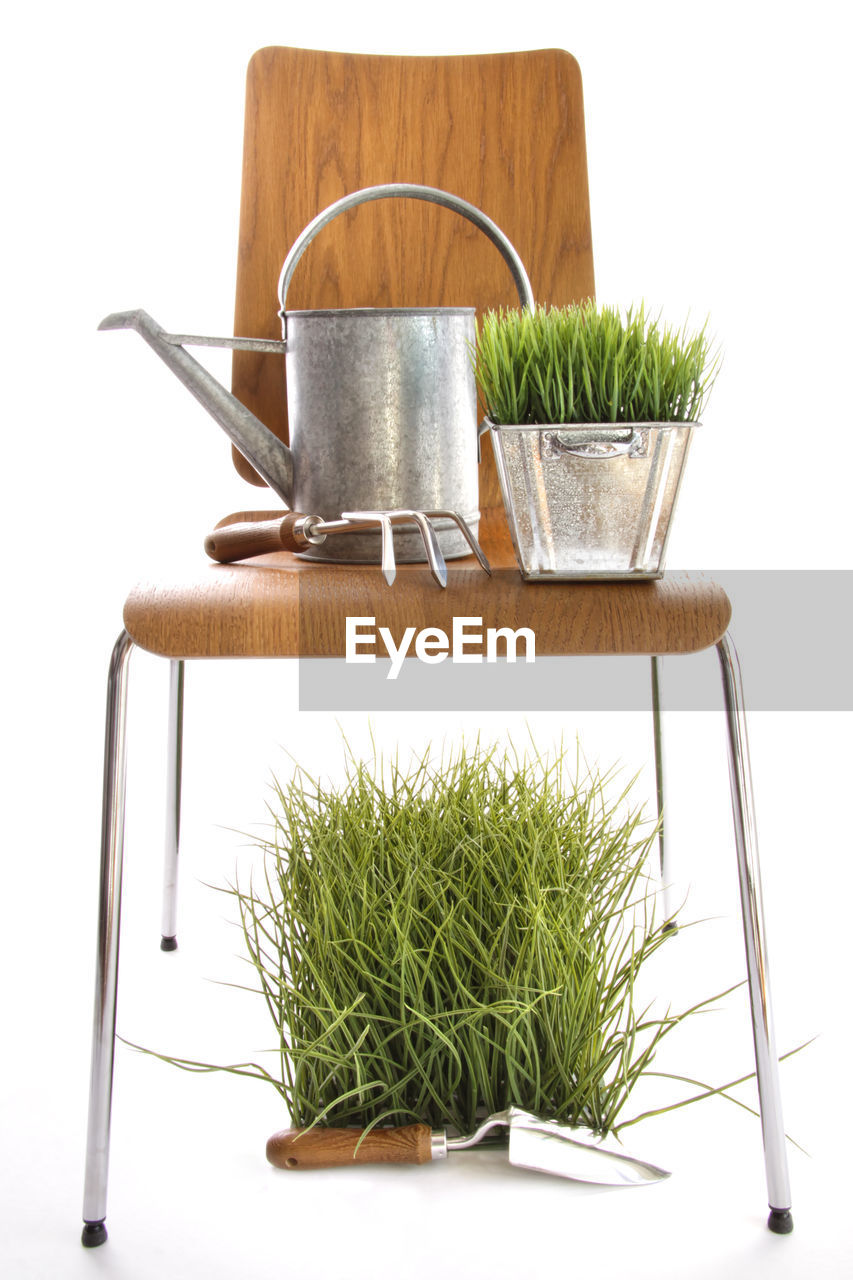 plant, furniture, white background, flowerpot, wheatgrass, houseplant, nature, studio shot, food and drink, indoors, wood, no people, cut out, potted plant, food, green, container, table, growth, herb, gardening, kitchen utensil, equipment, grass, household equipment