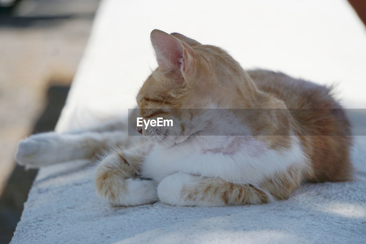 Close-up of cat lying on retaining wall