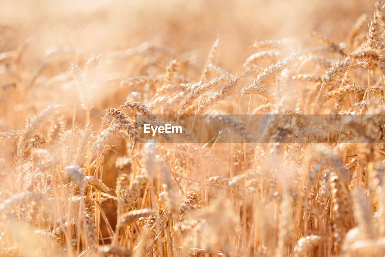 Close-up of wheat growing on field