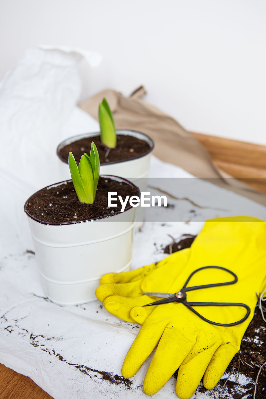 Transplanting hyacinth bulbs into pots, garden tools lie on the background, yellow gloves