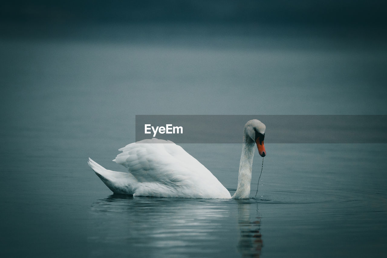 SWAN FLOATING ON A LAKE