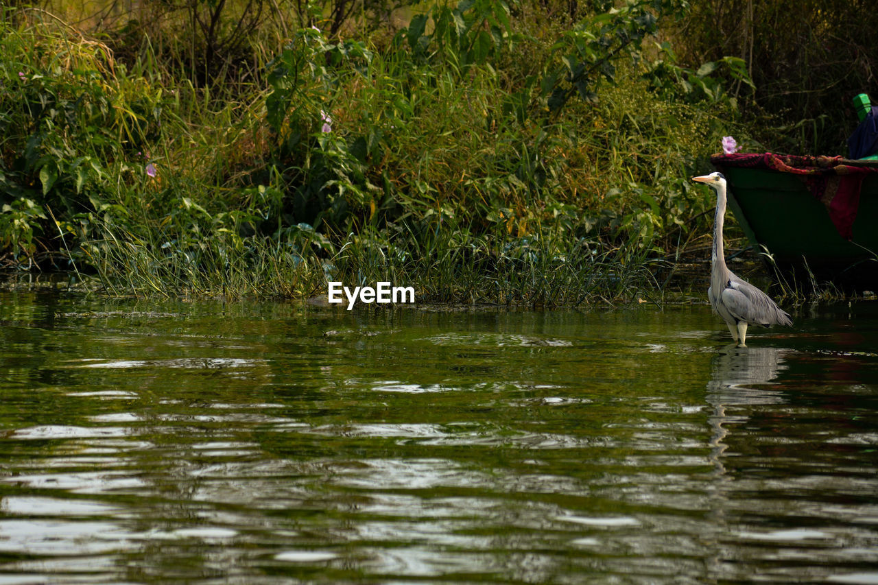 VIEW OF BIRD PERCHING ON LAKE