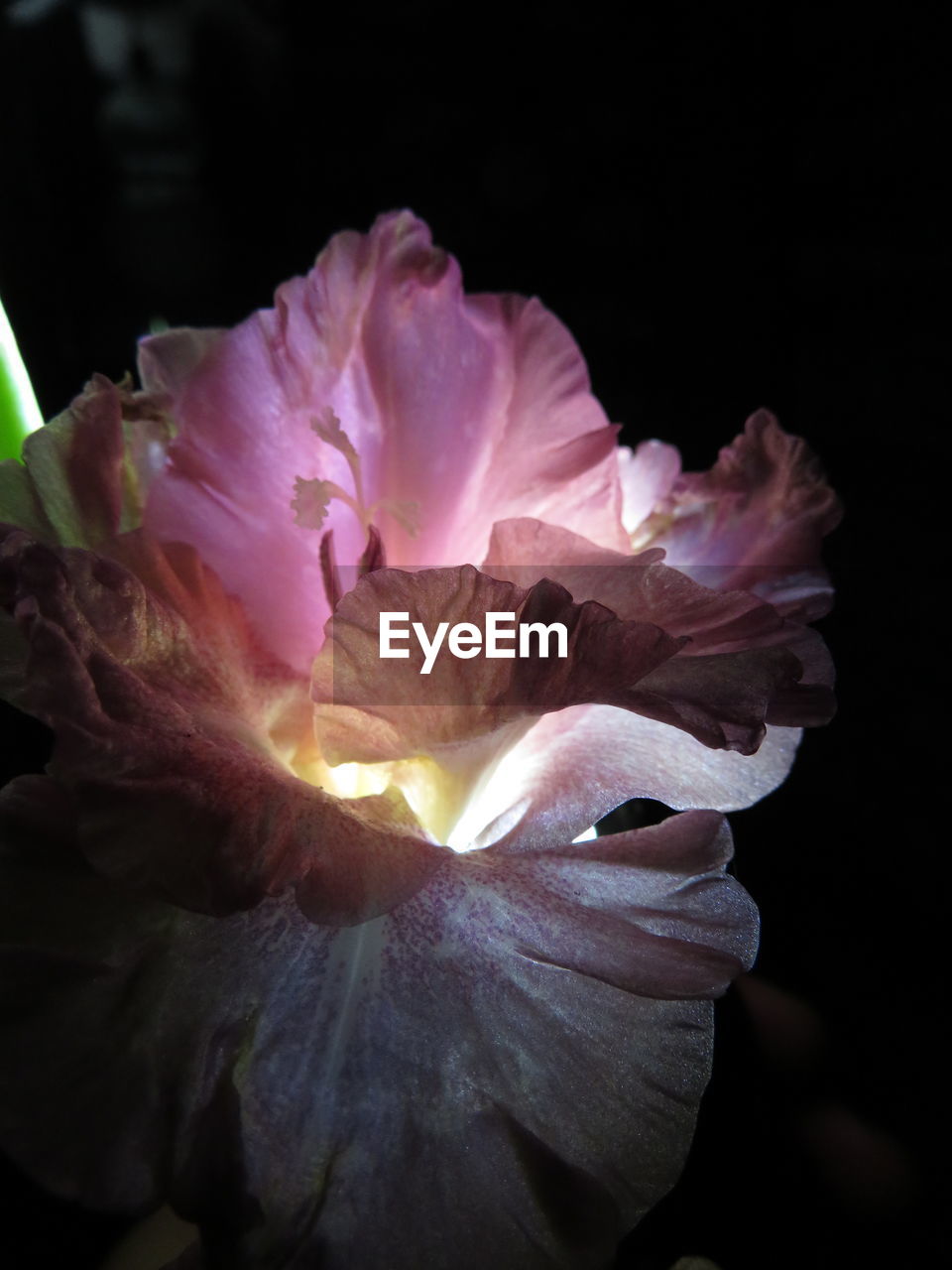 Close-up of gladioli named maya pliseckaya against black background