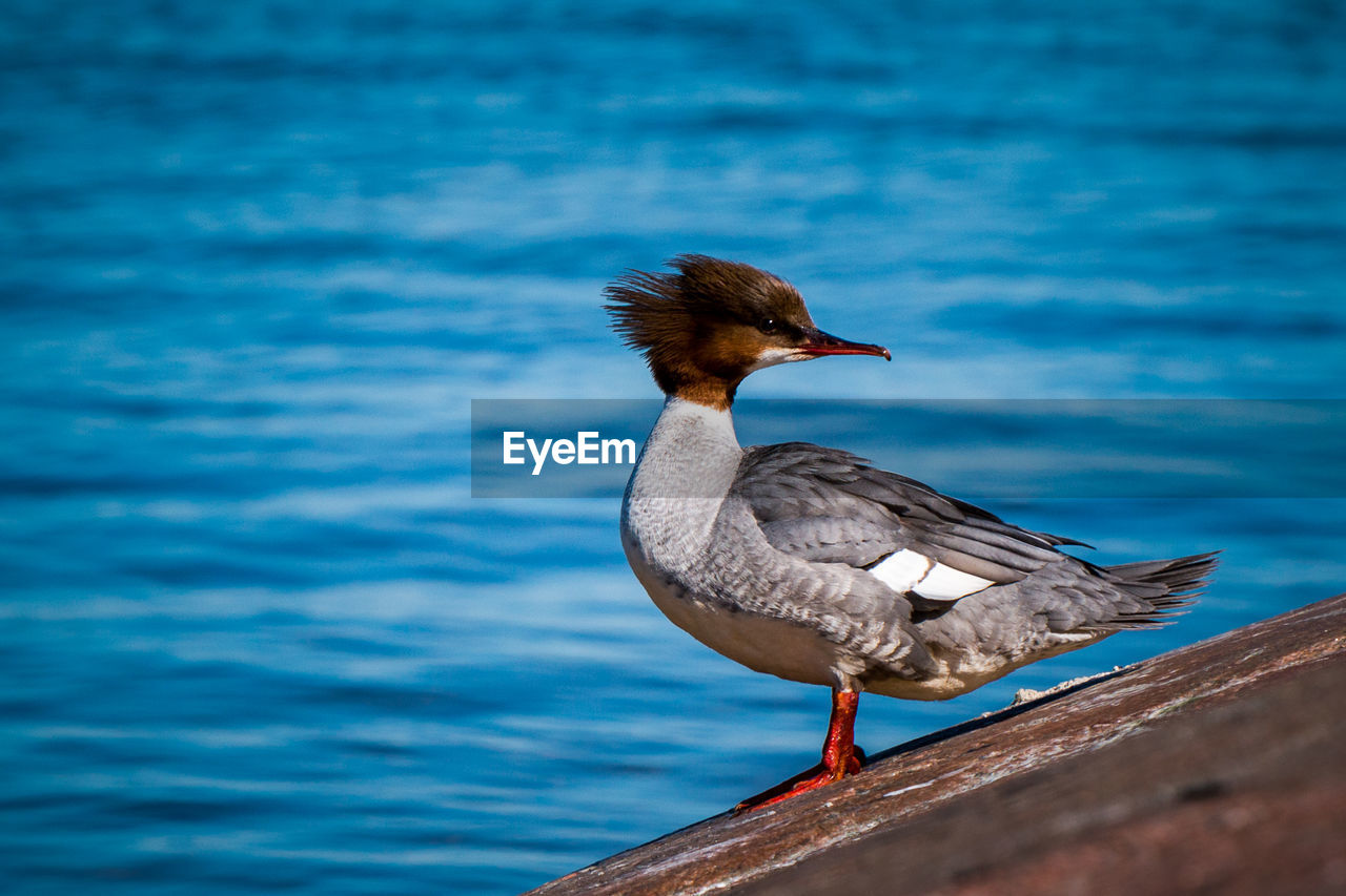 Close-up of bird perching against lake