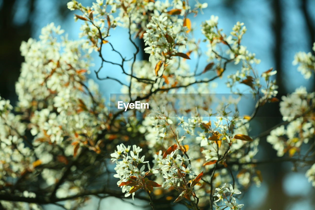 CLOSE-UP OF CHERRY BLOSSOM TREE