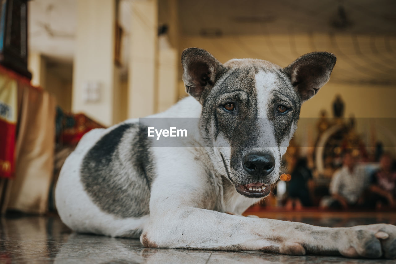 Close-up portrait of dog relaxing at home