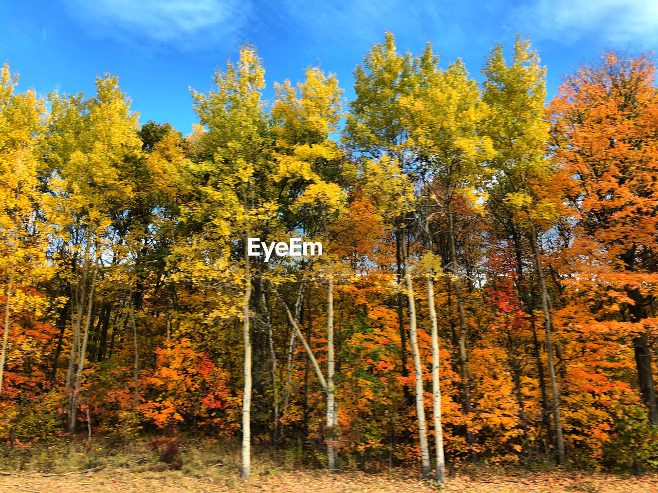 AUTUMN TREES IN FOREST