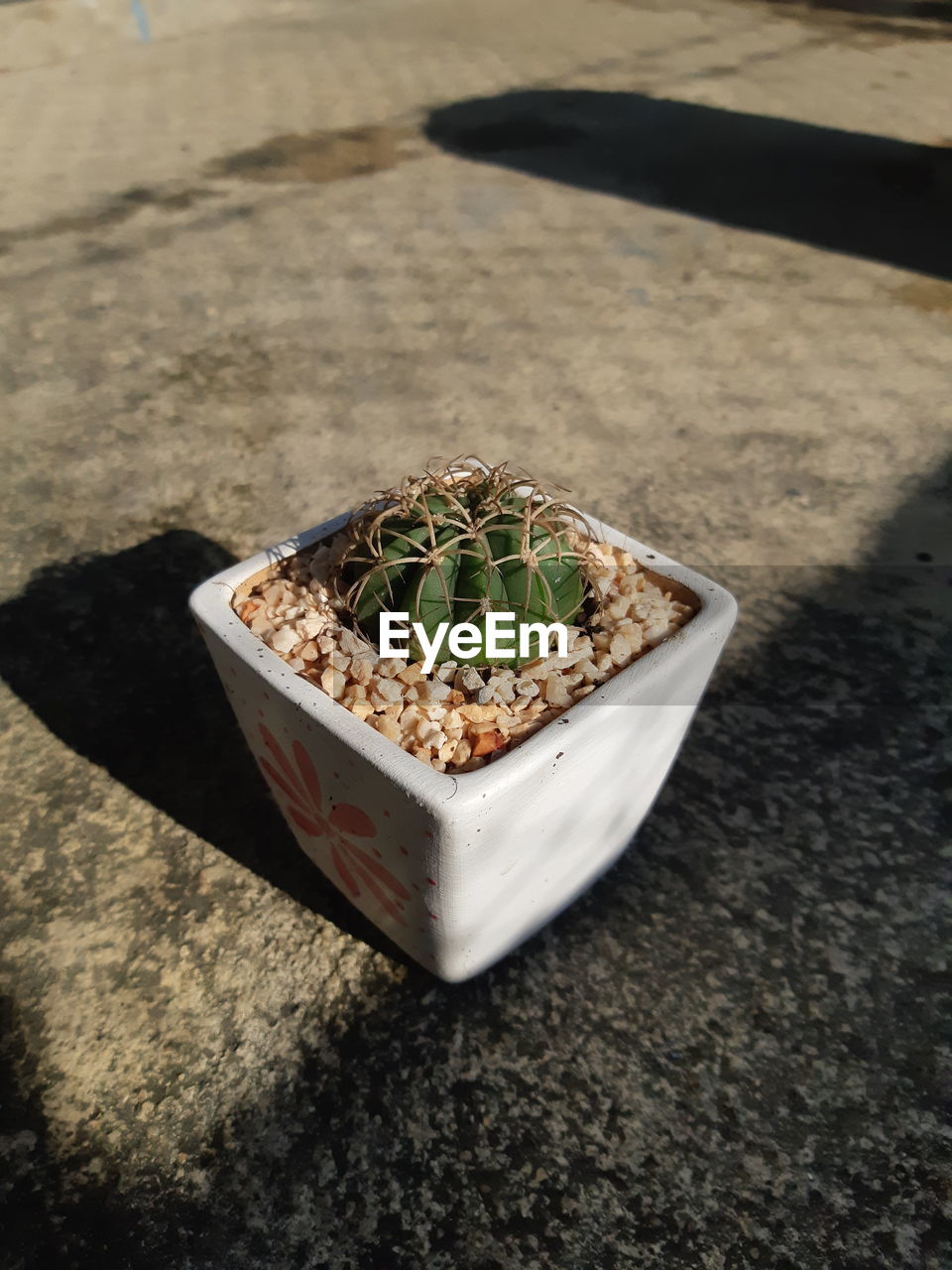 HIGH ANGLE VIEW OF POTTED PLANTS ON TABLE