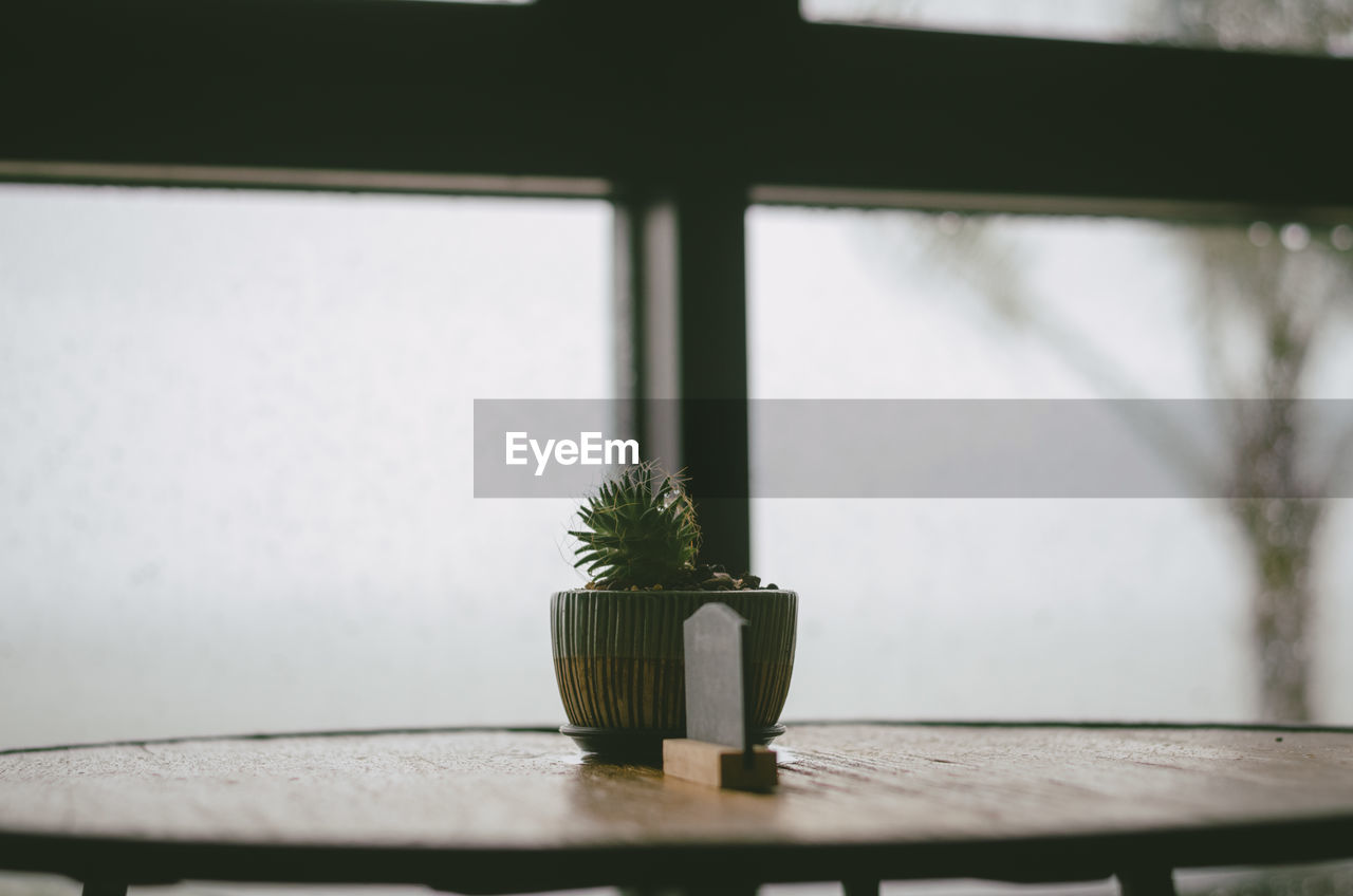 PLANT ON WINDOW SILL