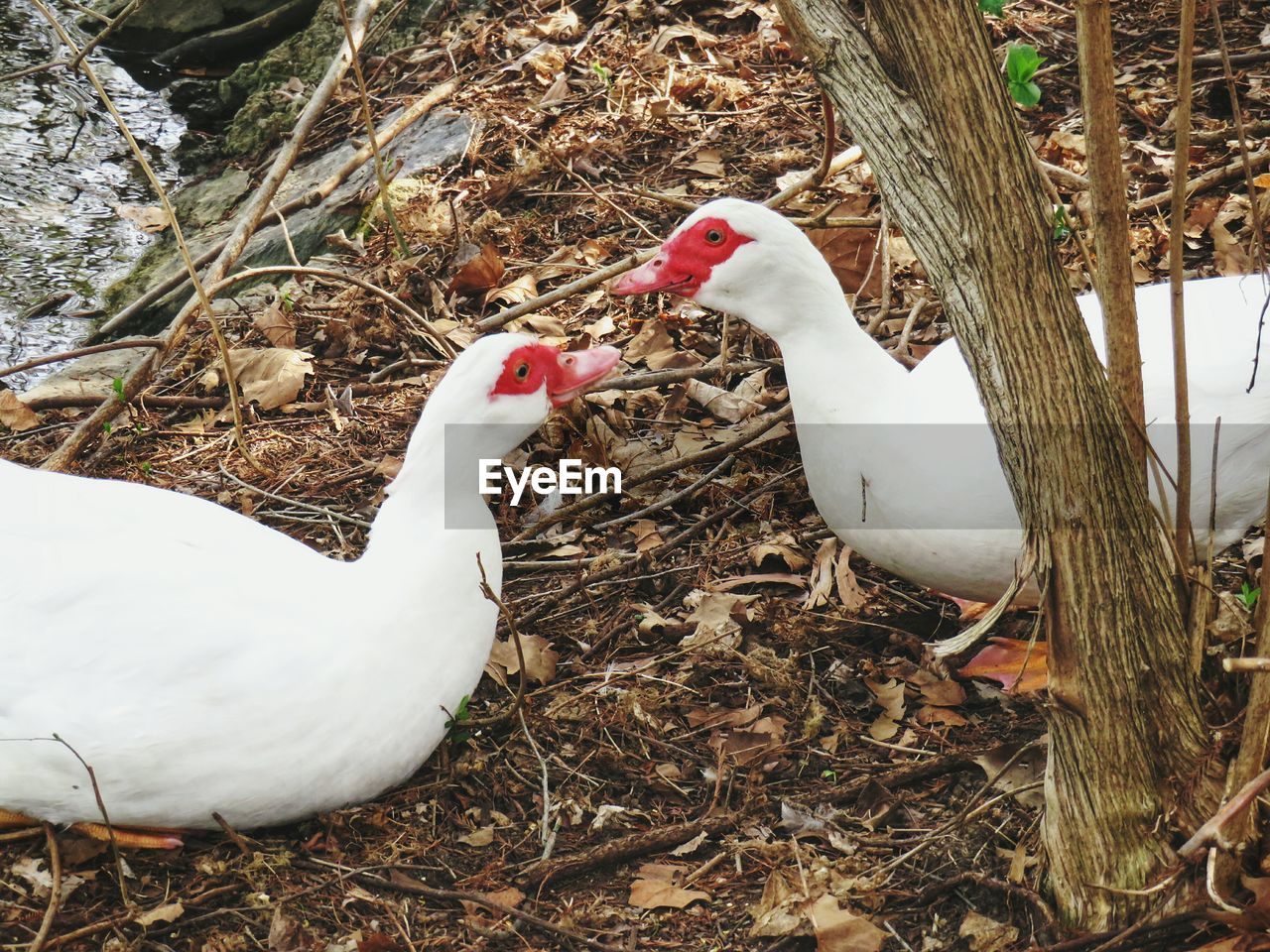 High angle view of ducks in park