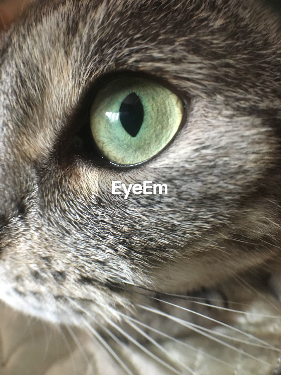 Cat close-up. green cat's eye