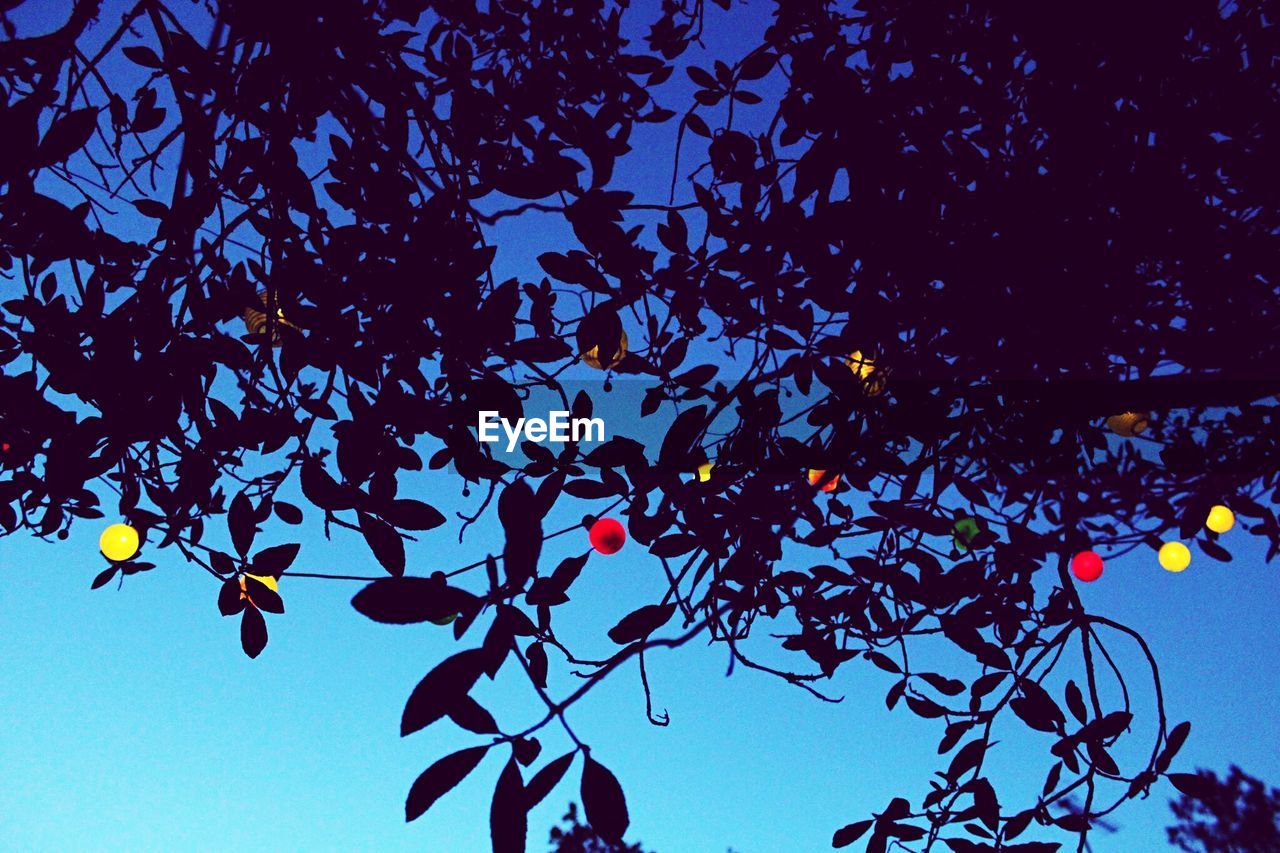 LOW ANGLE VIEW OF TREES AGAINST SKY