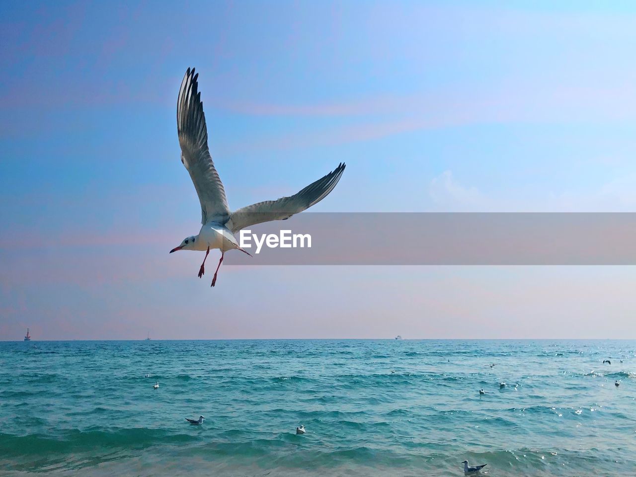 SEAGULL FLYING ABOVE SEA