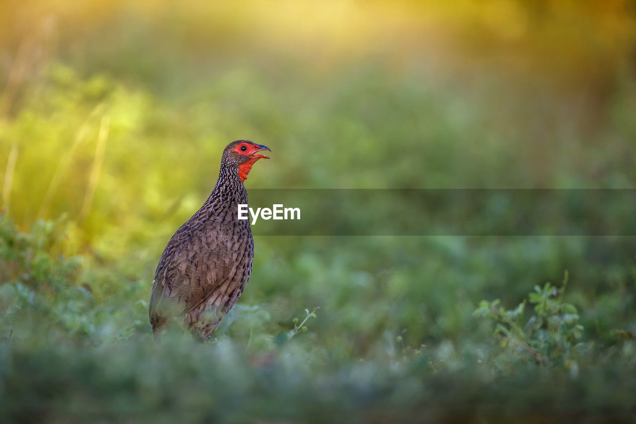 animal themes, animal, bird, prairie, one animal, animal wildlife, wildlife, nature, selective focus, grass, plant, no people, livestock, pheasant, chicken, domestic animals, outdoors, landscape, beauty in nature, side view, plain, environment, full length, mammal, land, day, agriculture, morning, walking