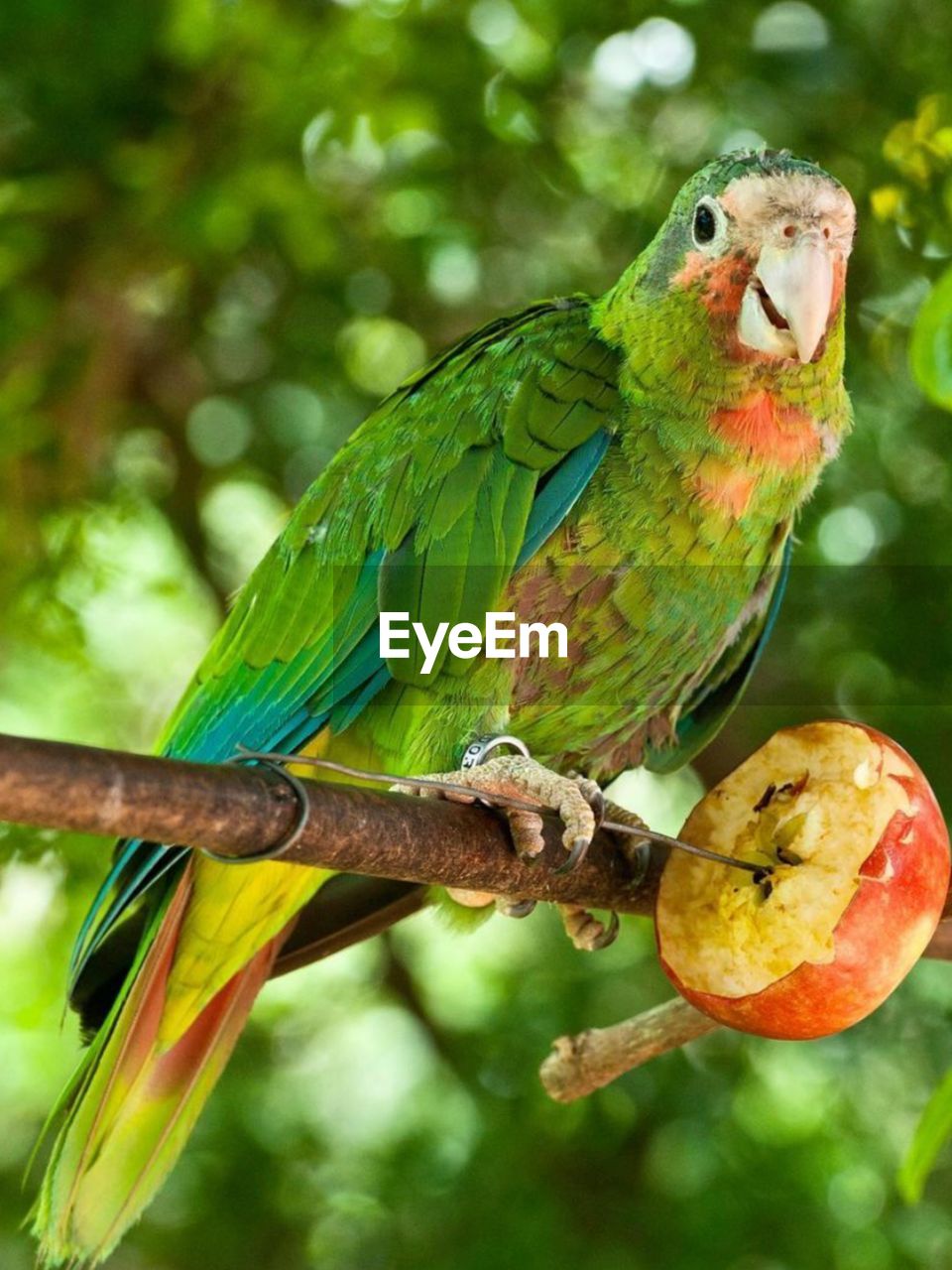 Close-up of bird perching on tree