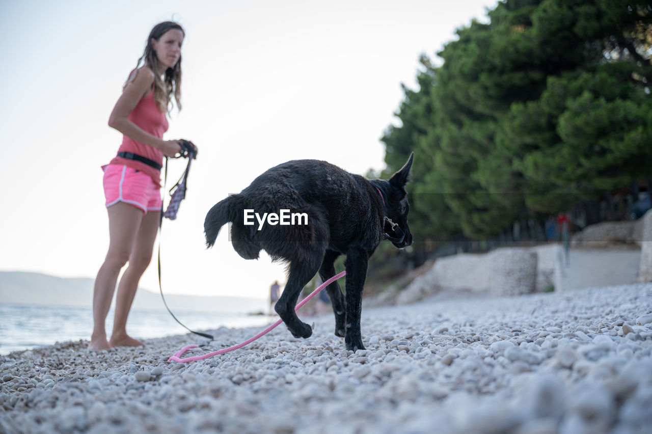 VIEW OF DOG ON BEACH