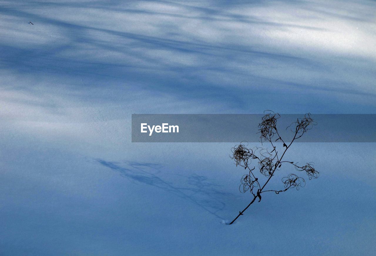 Low angle view of bare tree on snow covered land