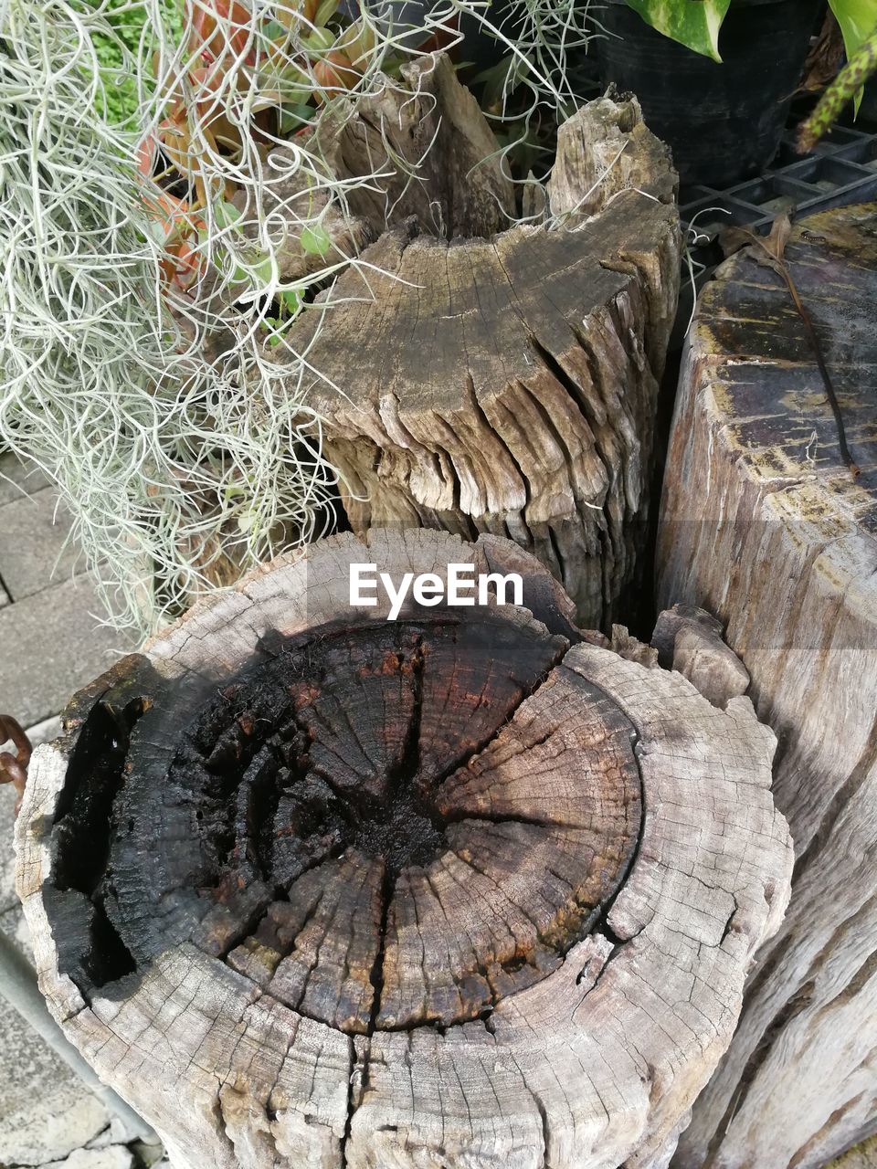 High angle view of tree stump in tree store