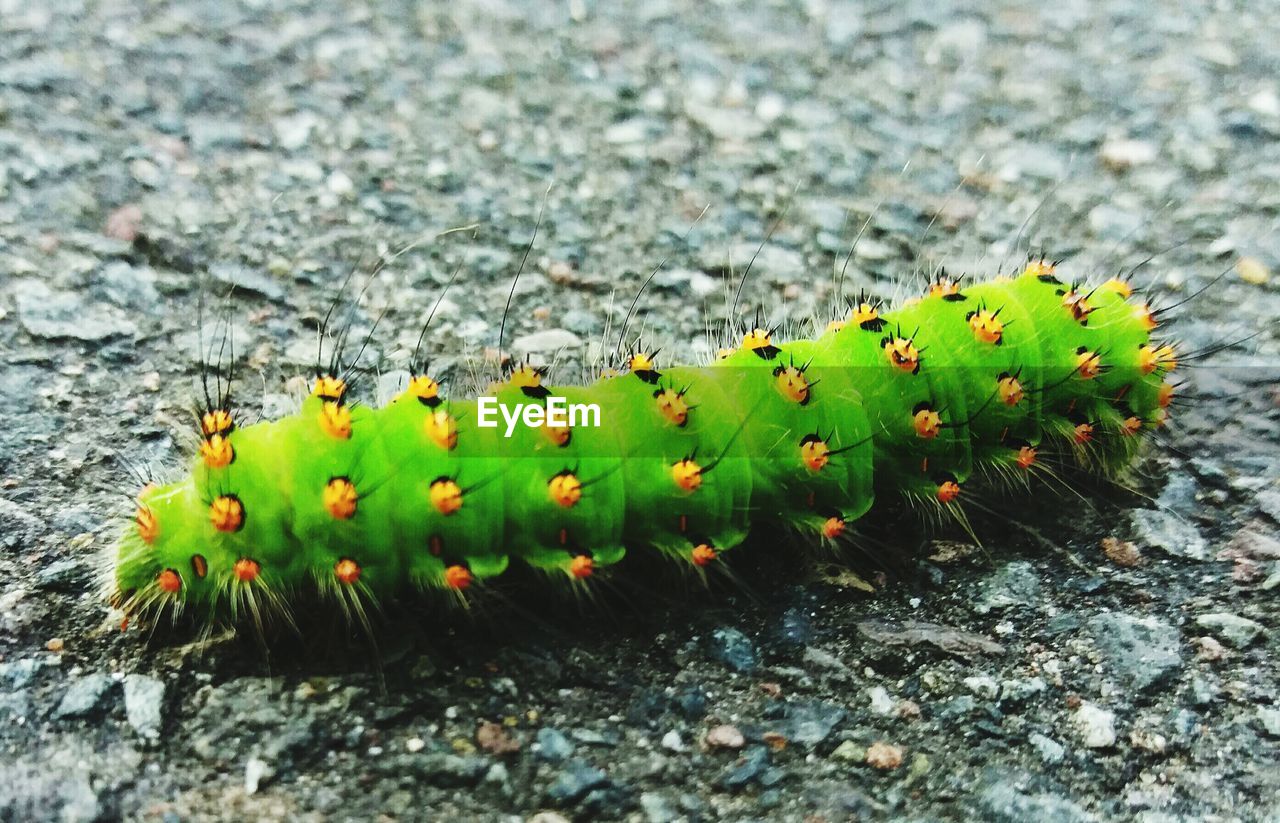 CLOSE-UP OF CATERPILLAR