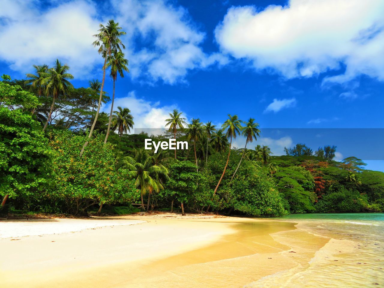 Scenic view of palm trees on beach against blue sky