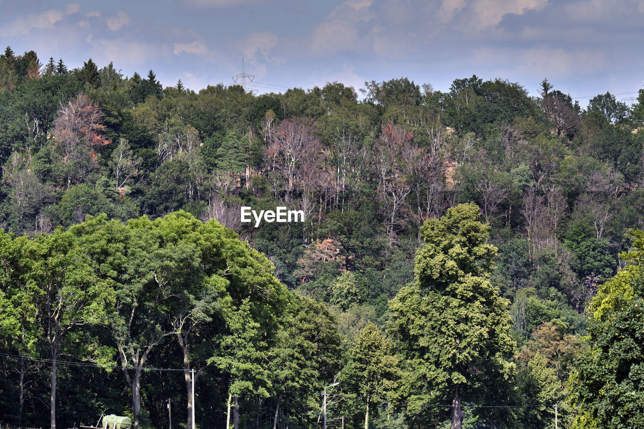 Scenic view of forest against sky