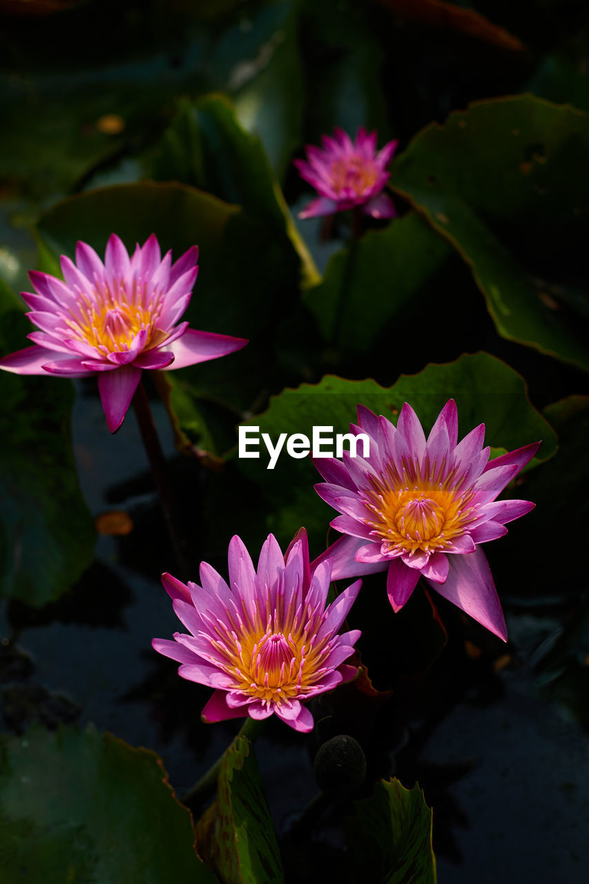 Close-up of pink water lily