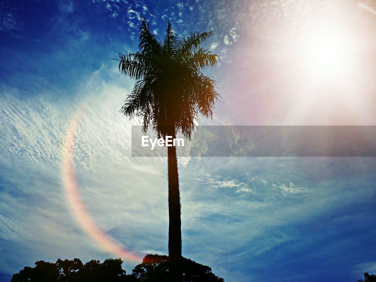 Low angle view of silhouette palm tree against sky