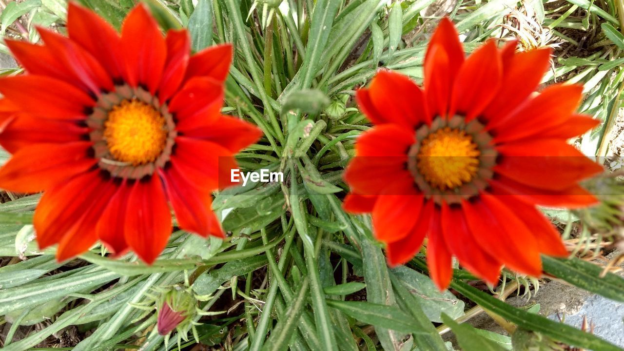 CLOSE-UP OF RED ORANGE FLOWERS BLOOMING OUTDOORS