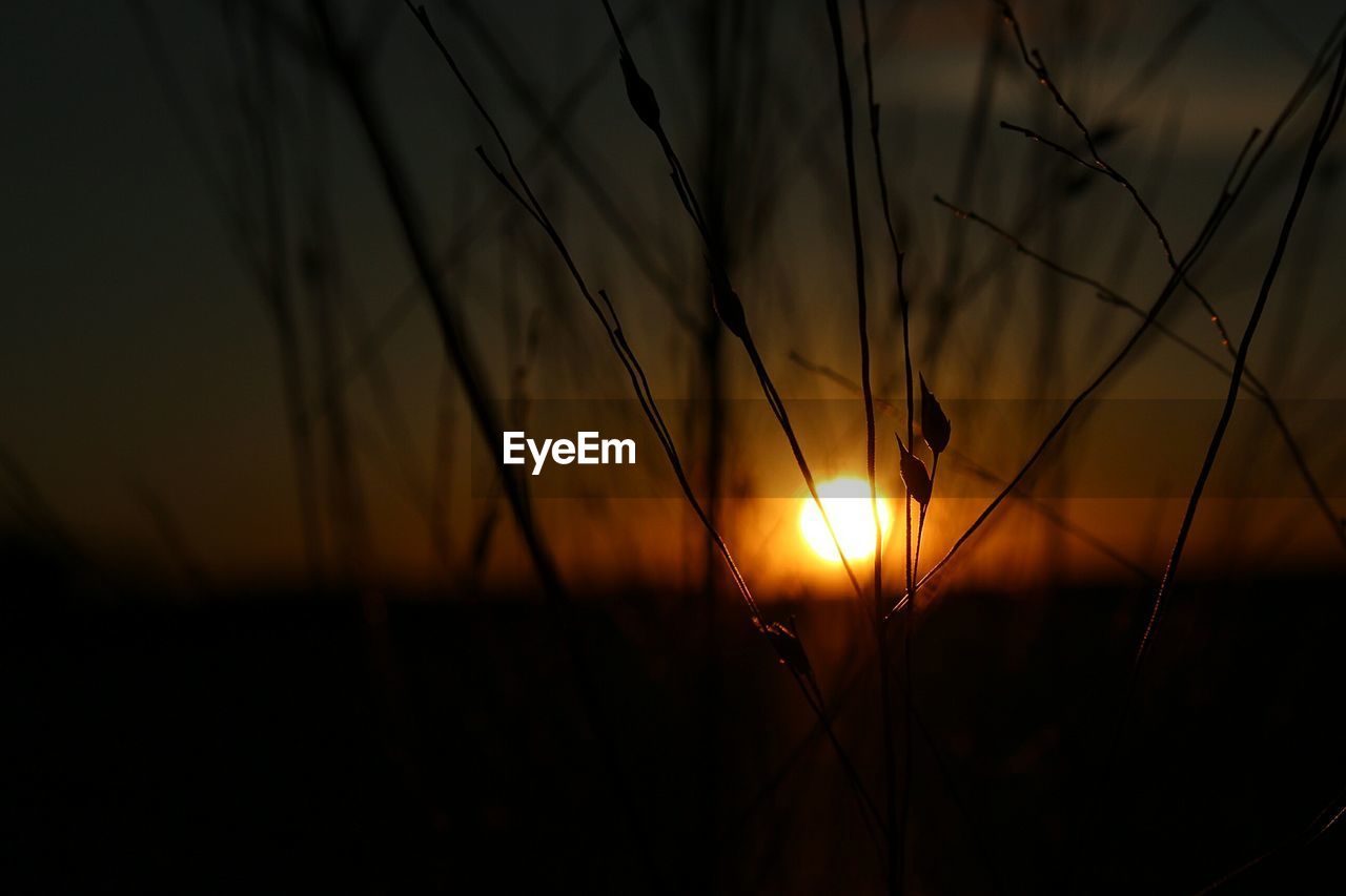 SILHOUETTE OF TREES AGAINST SKY DURING SUNSET